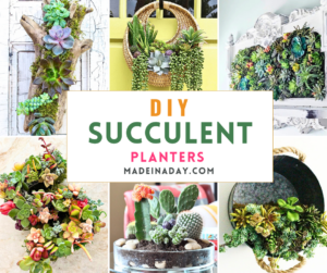 DIY Succulent Planters to Make