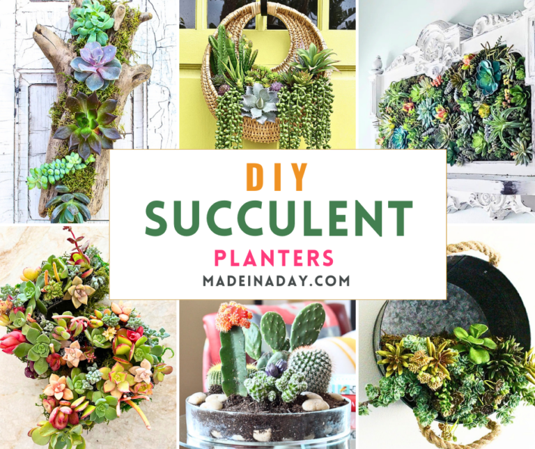 DIY Succulent Planters to Make