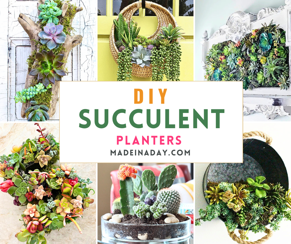 DIY Succulent Planters to Make