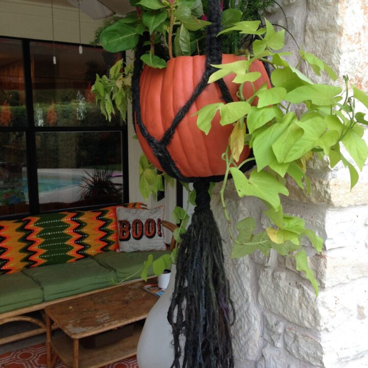 Image for Fall Plants and Pumpkin Planter Inspiration For Indoors and Out