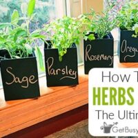 Image for Growing Herbs Indoors – A Step By Step Guide