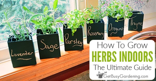 Image for Growing Herbs Indoors – A Step By Step Guide