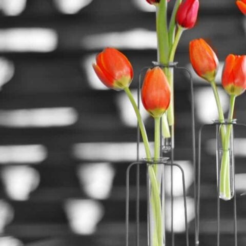 Image for PHOTOGRAPHY			A Different Kind of Arrangement