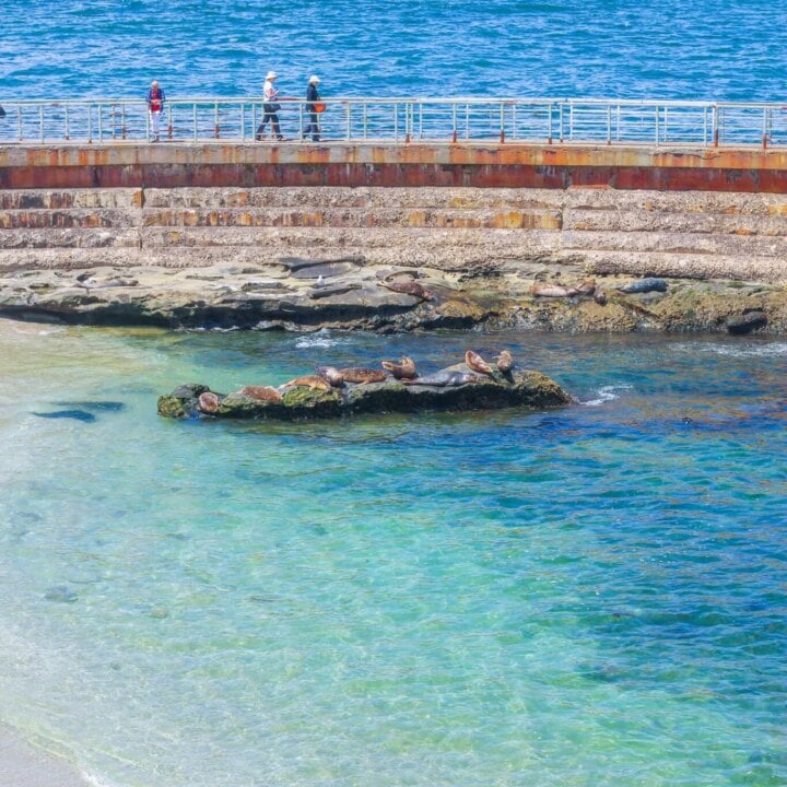 Image for La Jolla Travel Guide - Best Family-Friendly Things to Do