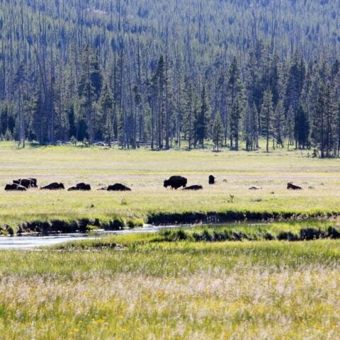 Image for Two Days in Yellowstone