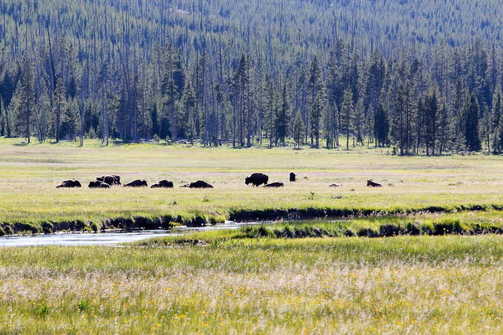 Image for Two Days in Yellowstone