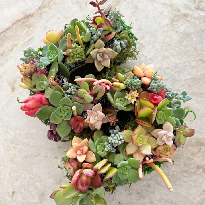 Image for How To Make a Succulent Letter Planter Arrangement