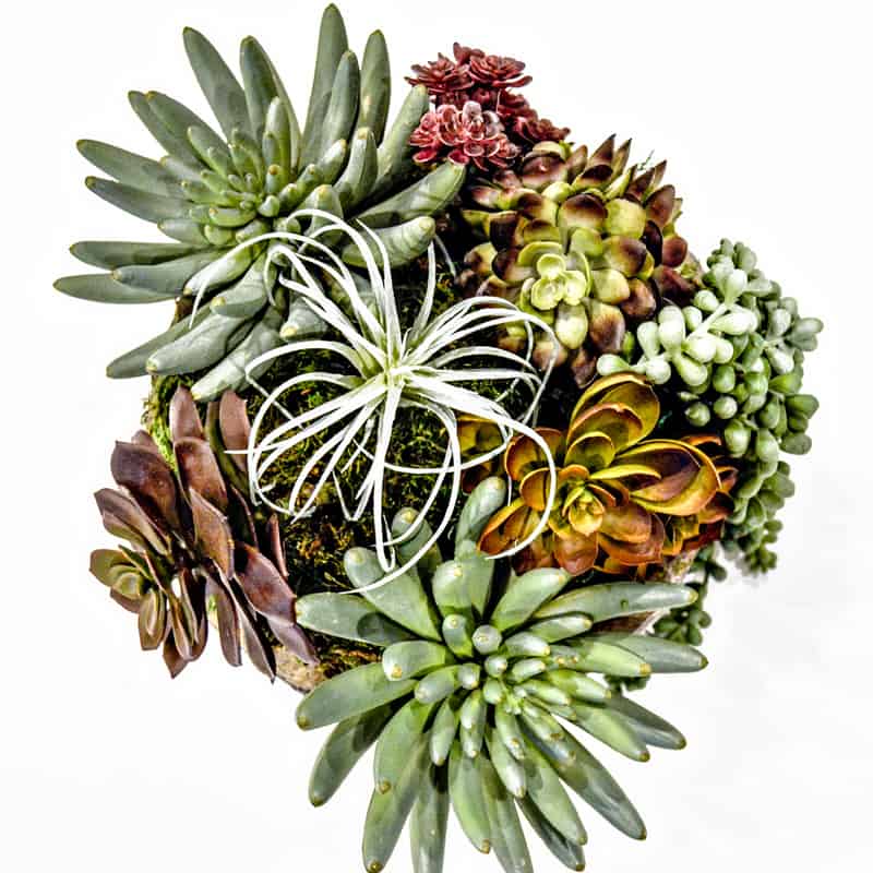 Image for Make the Easiest Faux Succulent Arrangement Ever