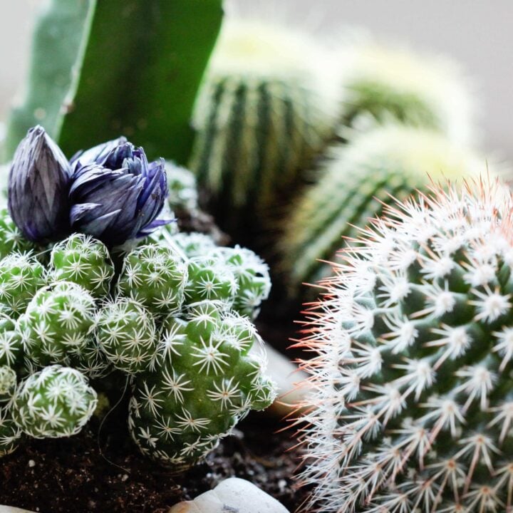 Image for Tabletop Cactus Planter