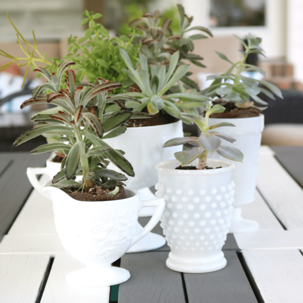 Image for Vintage Milk Glass Succulents