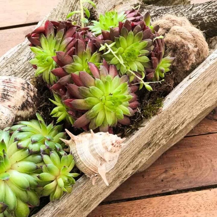 Image for DIY succulent centerpiece idea