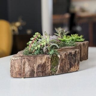 Image for How to Make a Succulent Planter (Plus Tips to Keep It Healthy!)