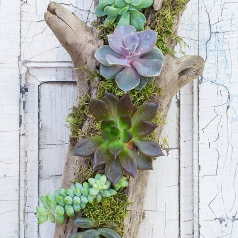 Image for How to make a Driftwood Succulent Planter