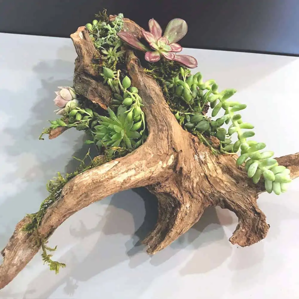 Image for DIY Driftwood Planter (From a Cedar Tree)