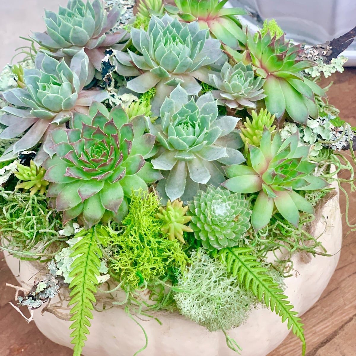 Image for Easy DIY Succulent Pumpkin Without Carving or Soil